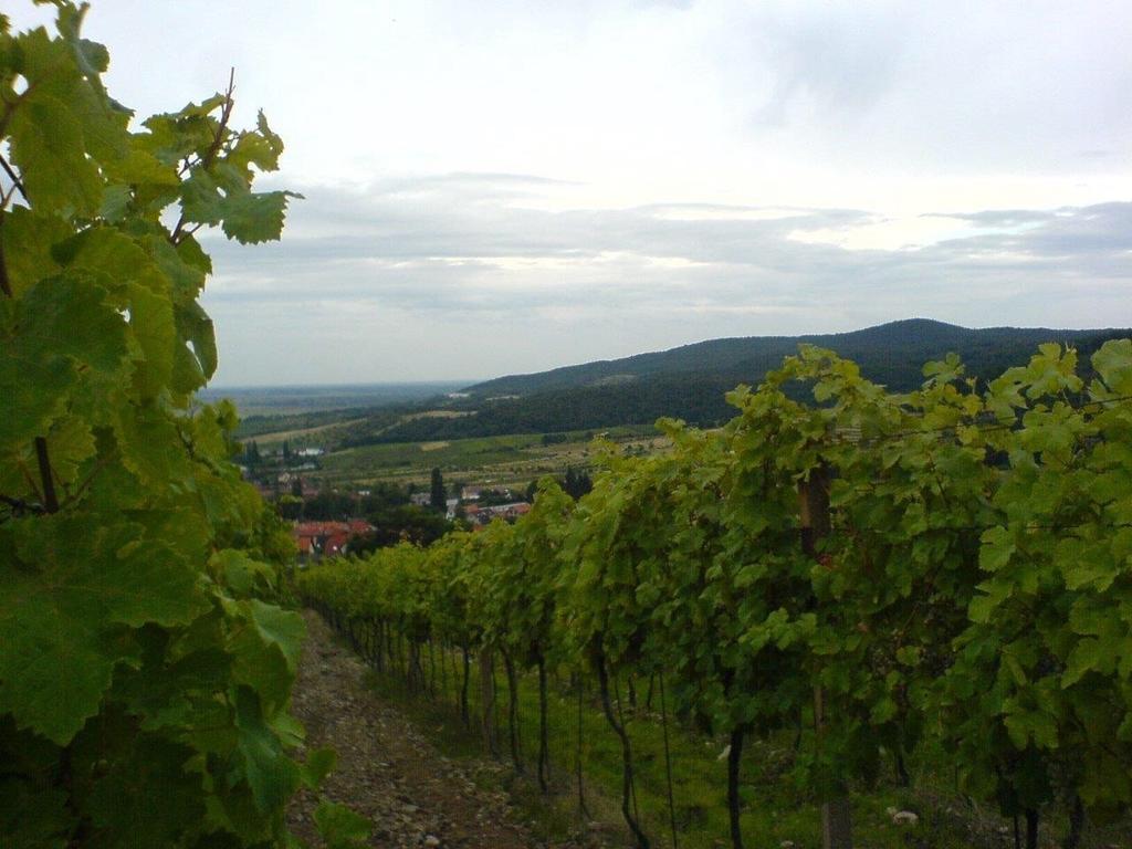 Villa Vinica Limbach Exterior foto